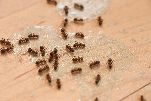 Best Exterminator Services  in Westport, IN